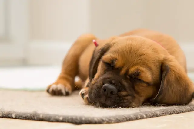 Brown puppy sleeping on a light carpet