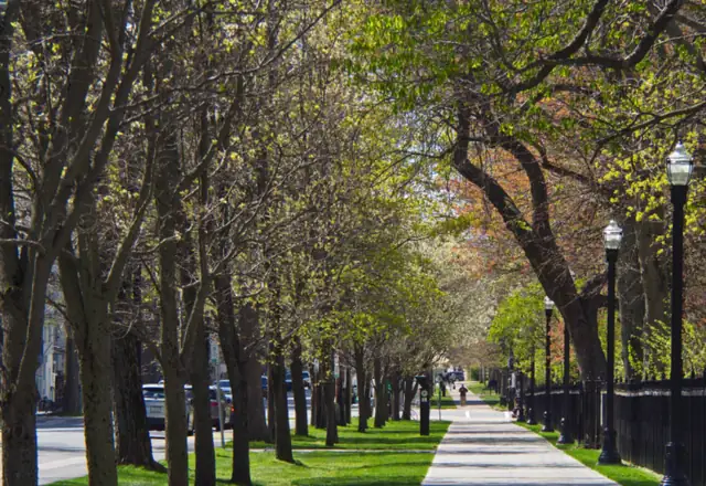 Long concrete walkway lined with trees and lawn