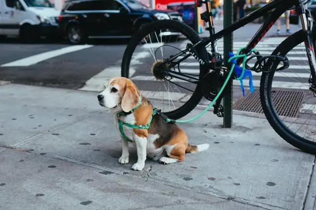 Small dog sitting calmly on a leash next to bicycles
