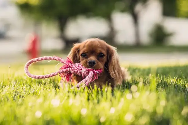 Spaniel lying in the grass with a toy