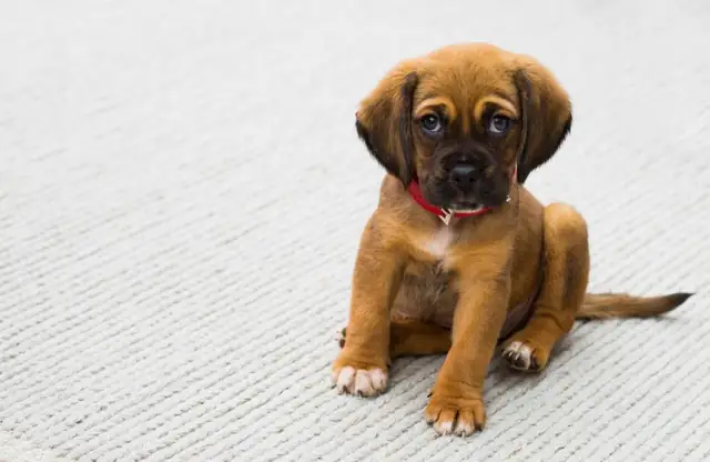 Young puppy sitting on a white floor