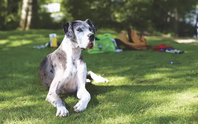 Dog standing in a grassy park