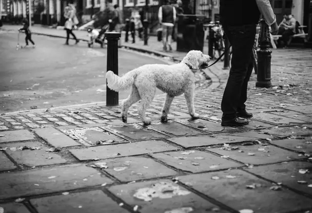 Small white dog walking on a leash through a busy street