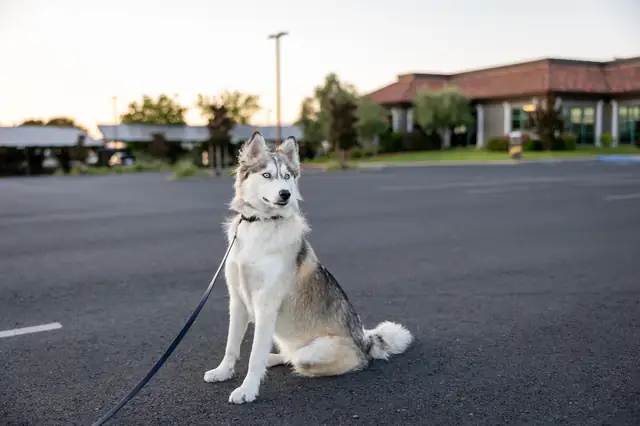 Husky sitting on a residential street