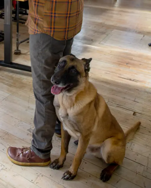 Trainer standing beside a calm shepherd-type dog