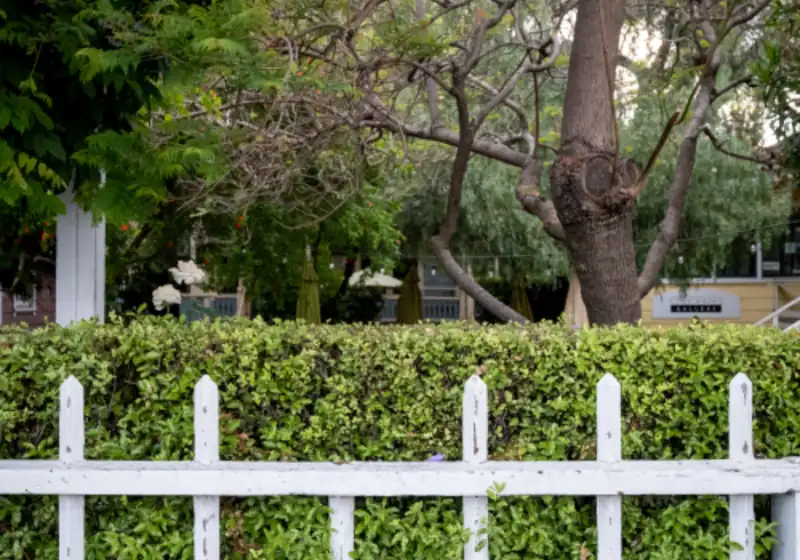 White picket fence along a hedge in front of trees
