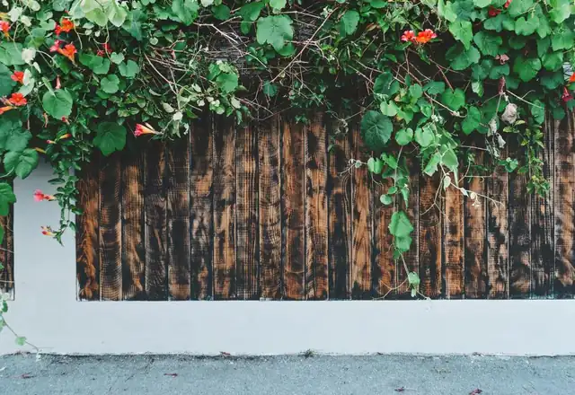 Weathered wood fence topped with flowering vines