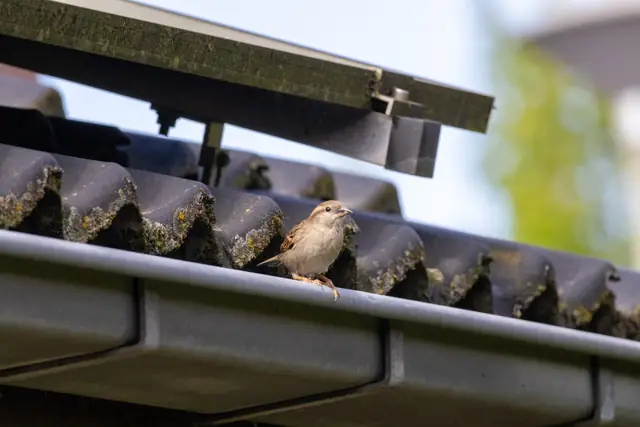 Sparrow perched on a clean gutter under roof tiles