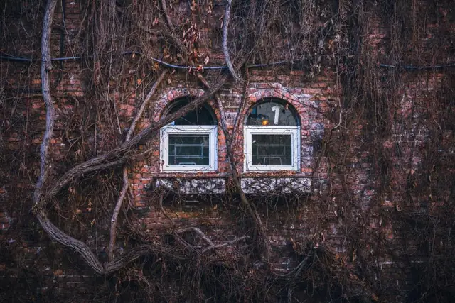 Brick wall with vines and two arched windows