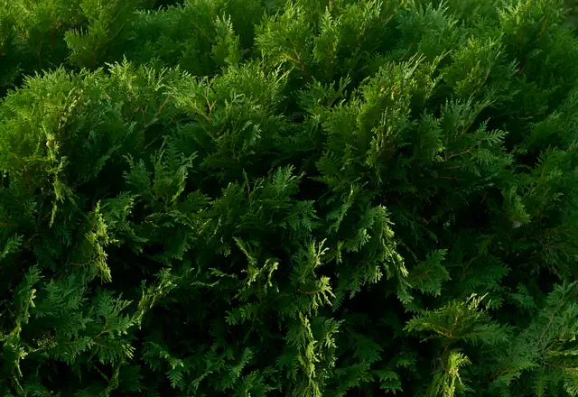 Close-up of a freshly trimmed green hedge