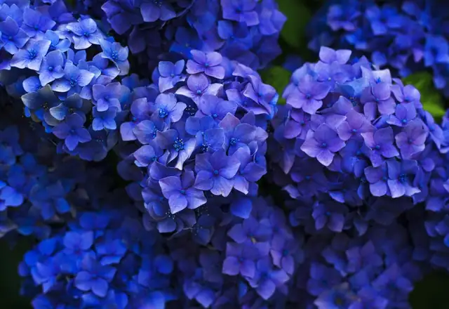 Blue hydrangeas in full bloom