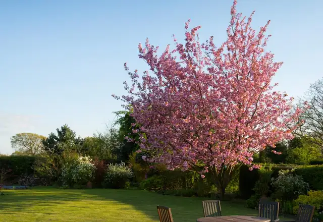 Lawn with a flowering tree in spring