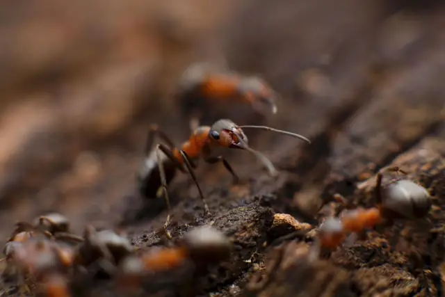 Close-up of ants on soil