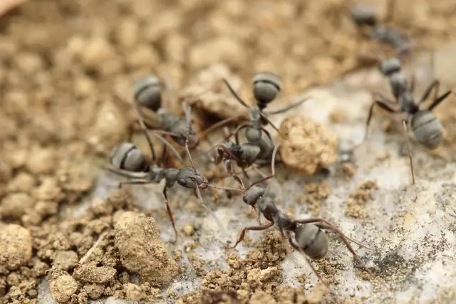 Ants foraging on gravel