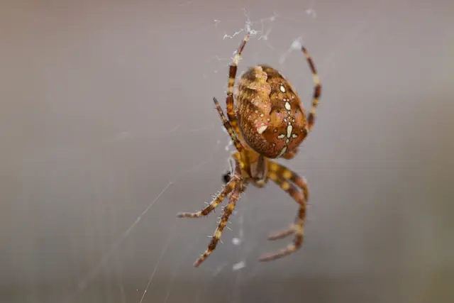 Garden spider on a web