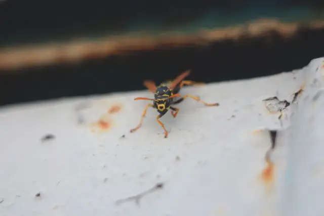Wasp on a window ledge