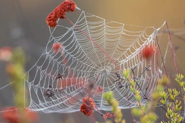 Spider web among red berries