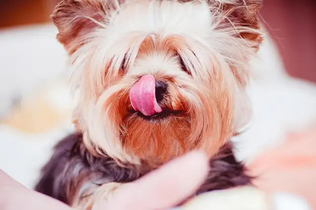 Yorkshire terrier with a bow, tongue out