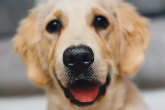 Smiling golden retriever with a shiny coat