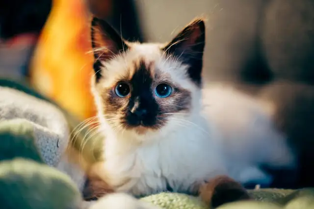 Siamese cat resting on a blanket