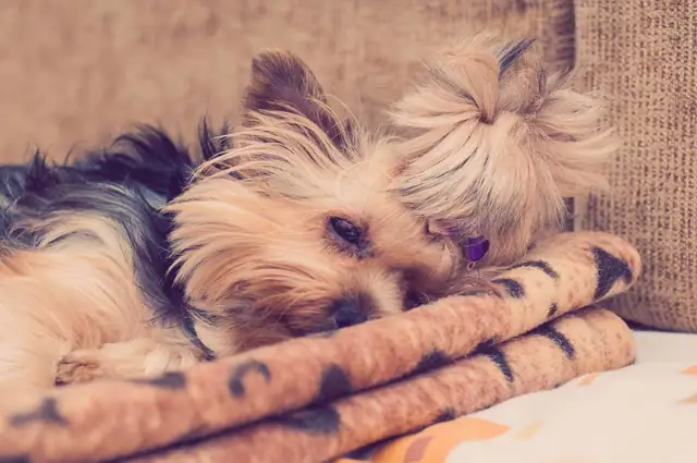Yorkie lying on a woven mat