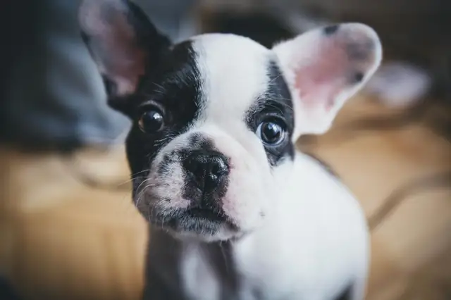 French bulldog sitting on a couch