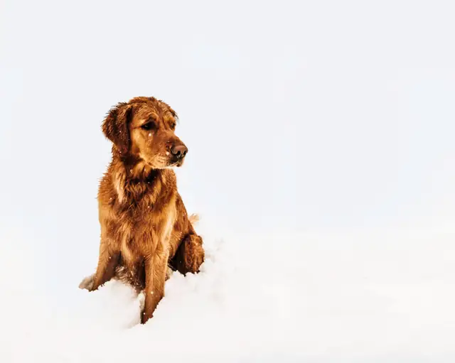 Golden puppy standing on a white background
