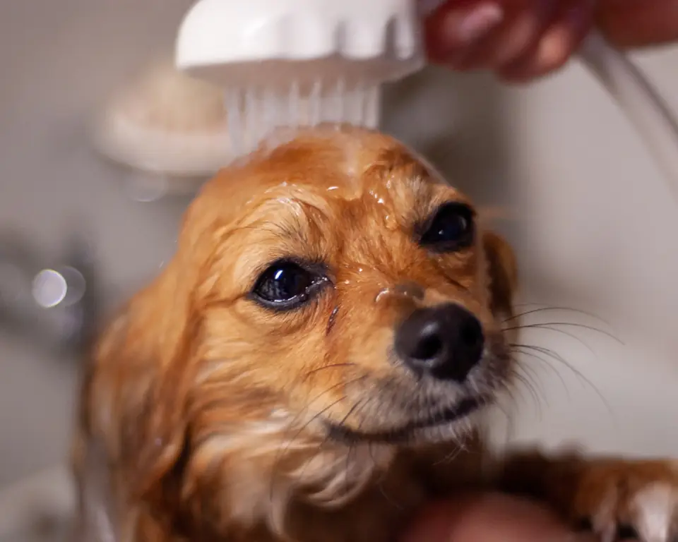 Small dog with a towel being brushed after a bath