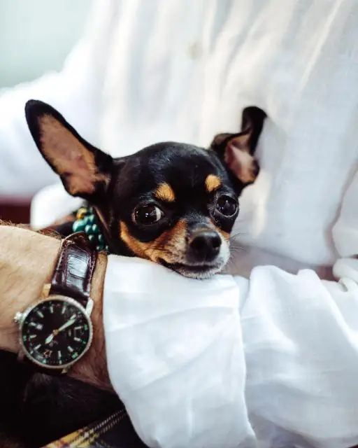 Groomer holding a small chihuahua