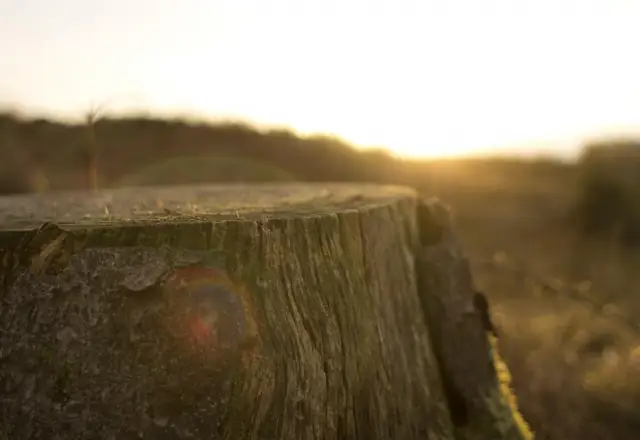 Cut tree stump in low evening light