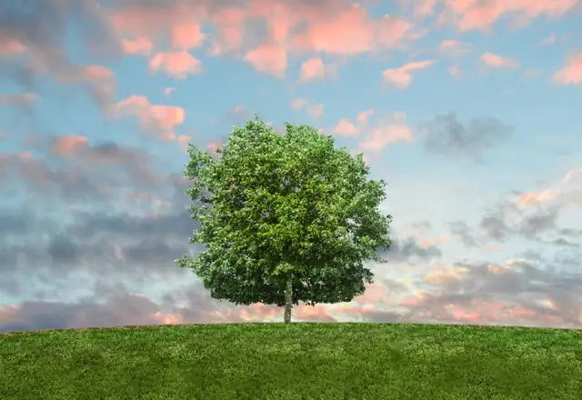 Healthy, well-shaped tree on a lawn