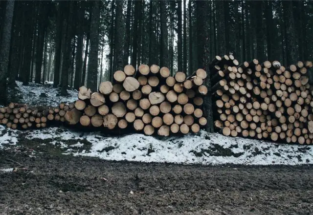 Long stacks of cut logs at the edge of a forest