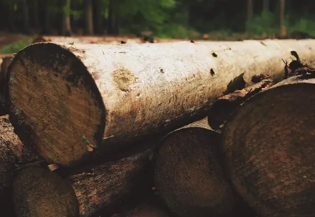 Large cut log sections on the ground